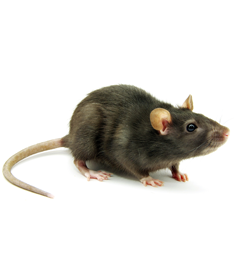 Rat and Mice pest control Rat and Mice pest control