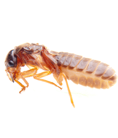 Termite Pest Control Protection Perth