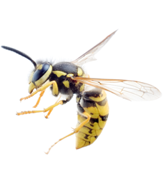 Wasps