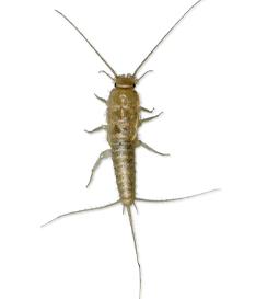 Silverfish