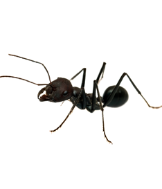 White Ants