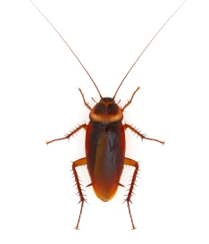 Cockroach Pest Treatment Perth Cockroach Pest Treatment Perth