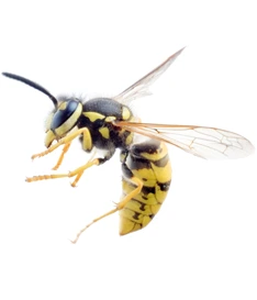 Wasps Wasps