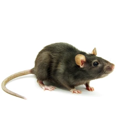 Rodents