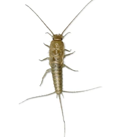Silverfish